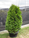 Smaragd Conifer